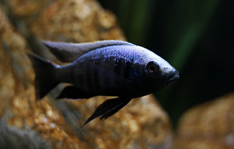Copadichromis trewavasae 'Msisi'